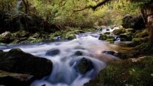 water_stream_river_stones_wood_moss_vegetation_14614_1920x1080